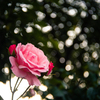 薔薇と蕾