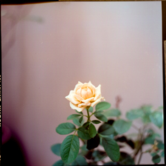 薔薇
