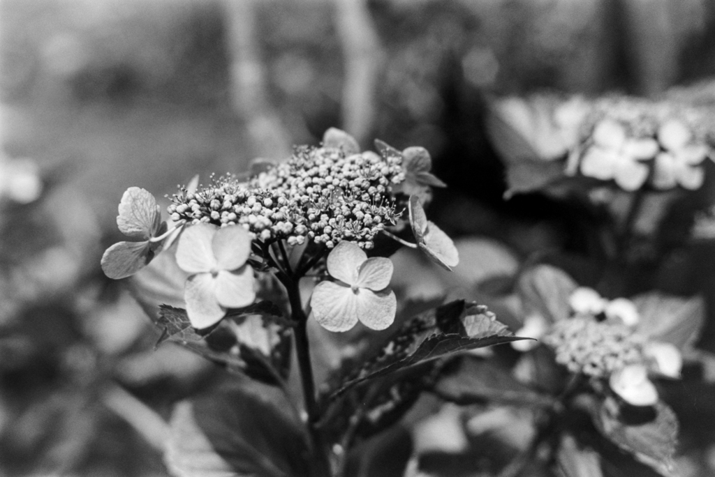 紫陽花