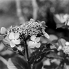 紫陽花