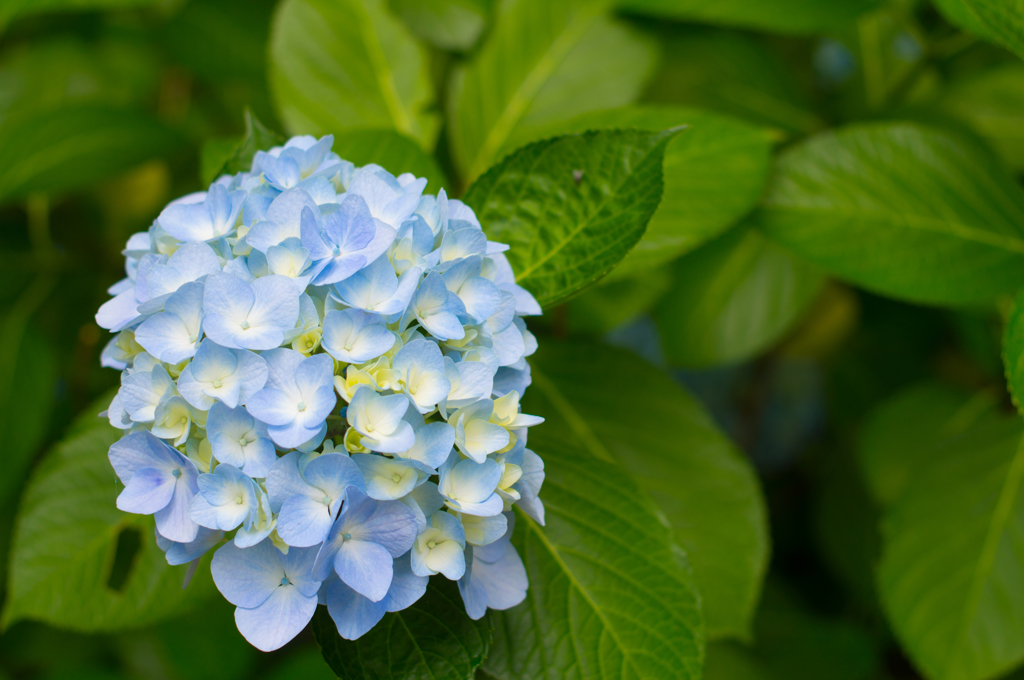 紫陽花