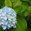 紫陽花