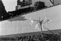 高砂百合