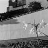 高砂百合