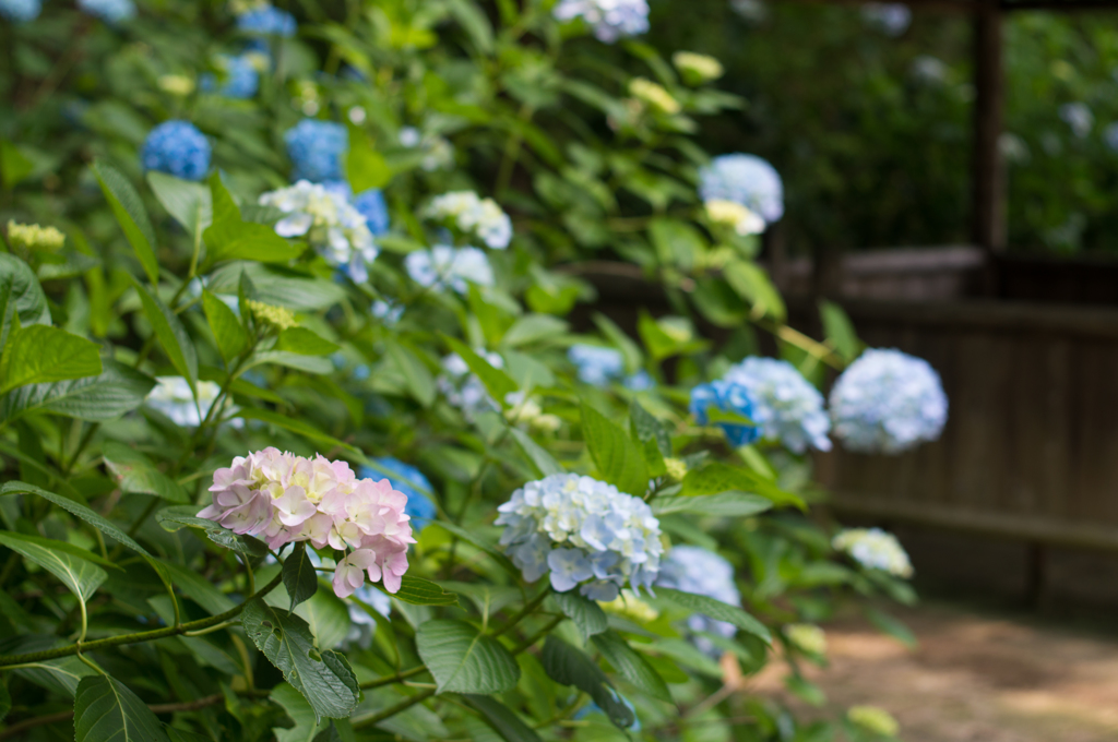 紫陽花2