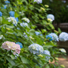 紫陽花2