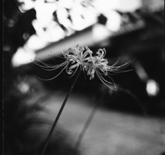 彼岸花