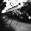 彼岸花
