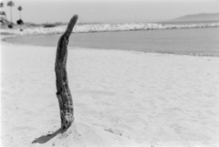 流木