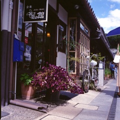 店先の花