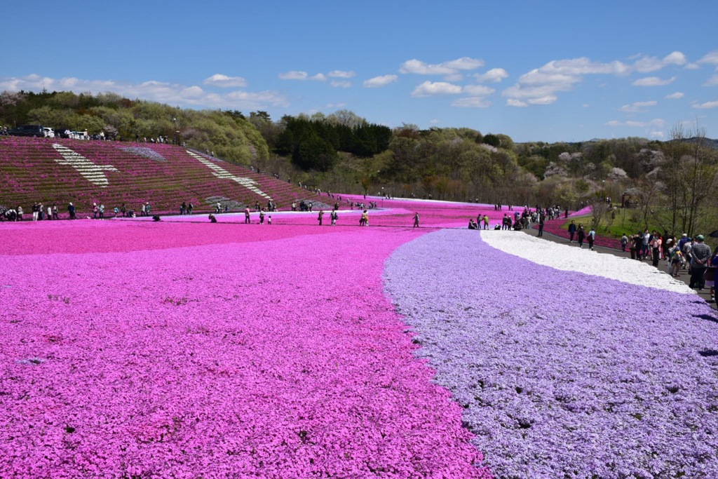 芝桜