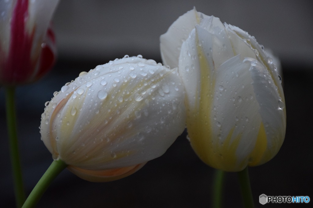 雨粒とチューリップ