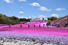 芝桜_2