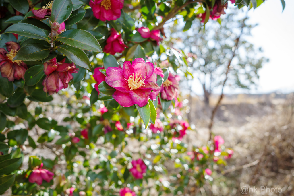 冬の花