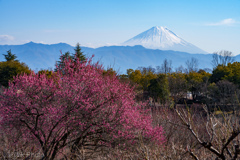 梅の里