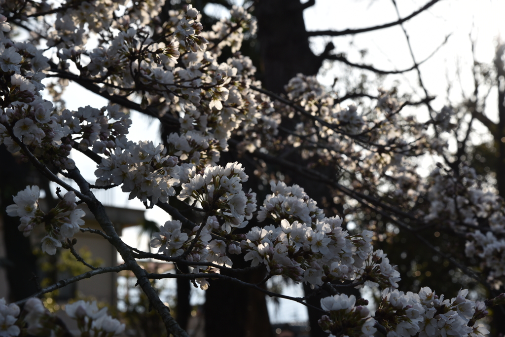 お花見空振り（５）