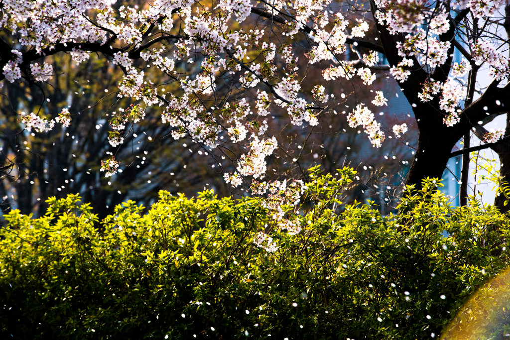 桜2018 #3