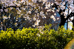 桜2018 #3