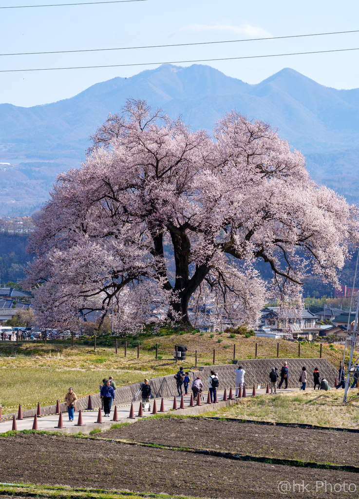 里山の春