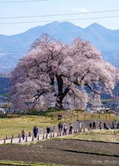 里山の春