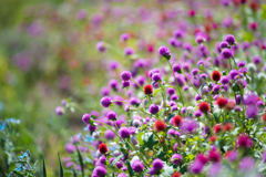 パープルの花の写真