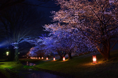 信玄堤の夜桜　満開１