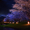 信玄堤の夜桜　満開１