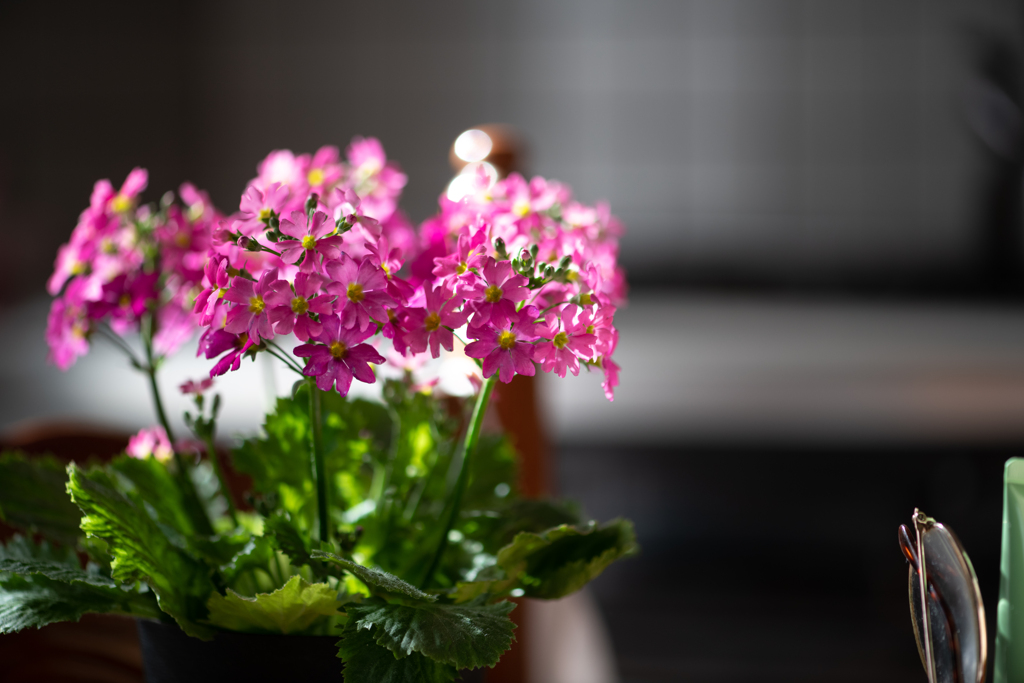 テーブルの上の花