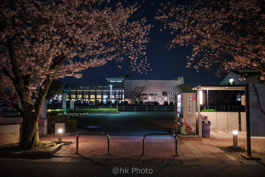 夜桜