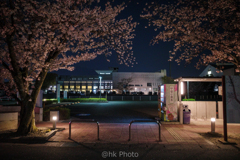 夜桜