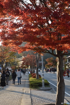紅葉の街路樹