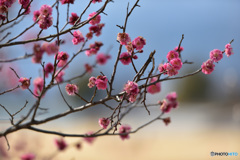 紅一点