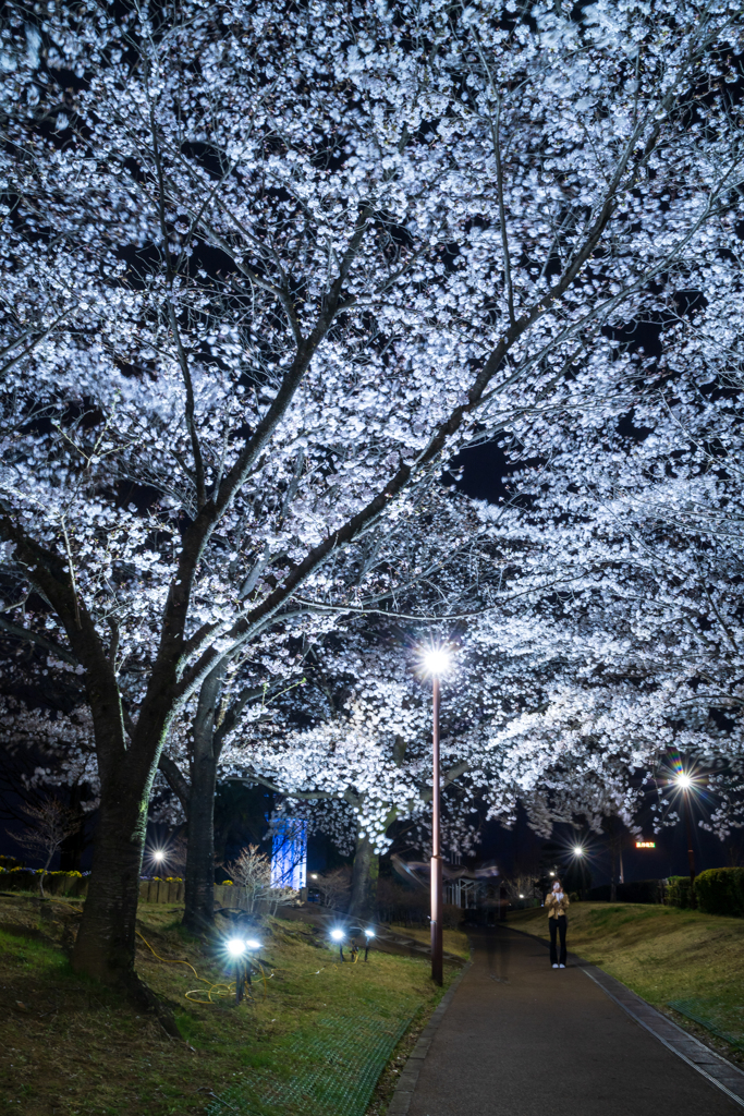 夜桜