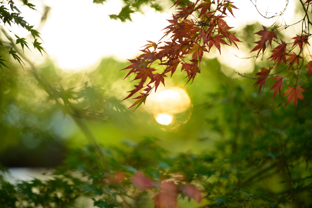 もみじと夕日