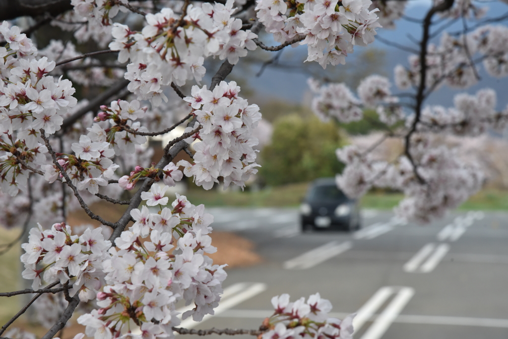 校庭の並木