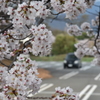 校庭の並木