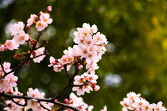 桜2017#1