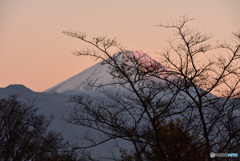 夕日