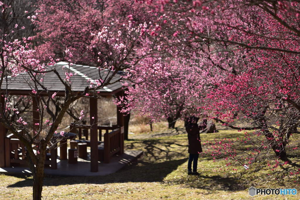 梅の里公園（フォトグラファー編）