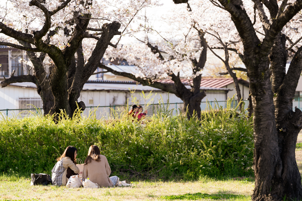 桜の下