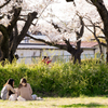 桜の下