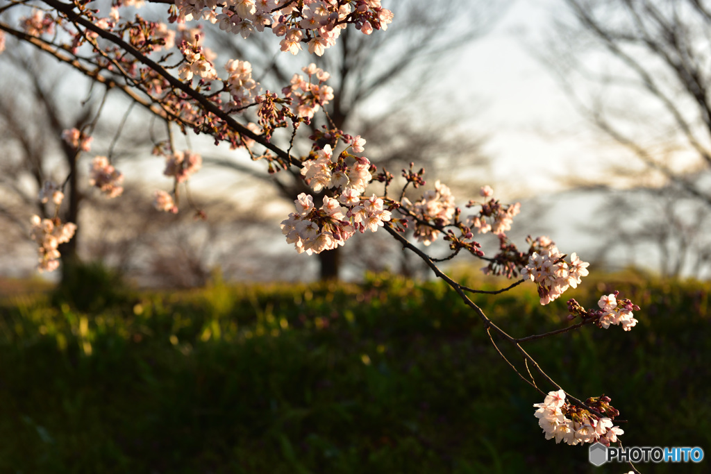 夕暮れの桜