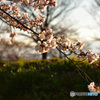 夕暮れの桜