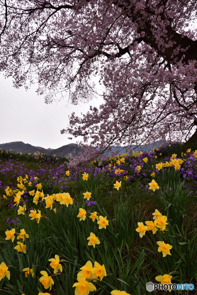 スイセンと桜