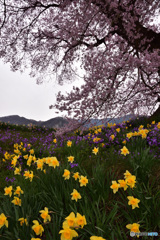 スイセンと桜