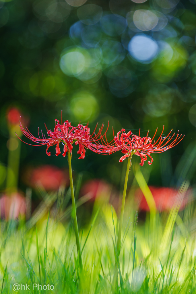 twin red