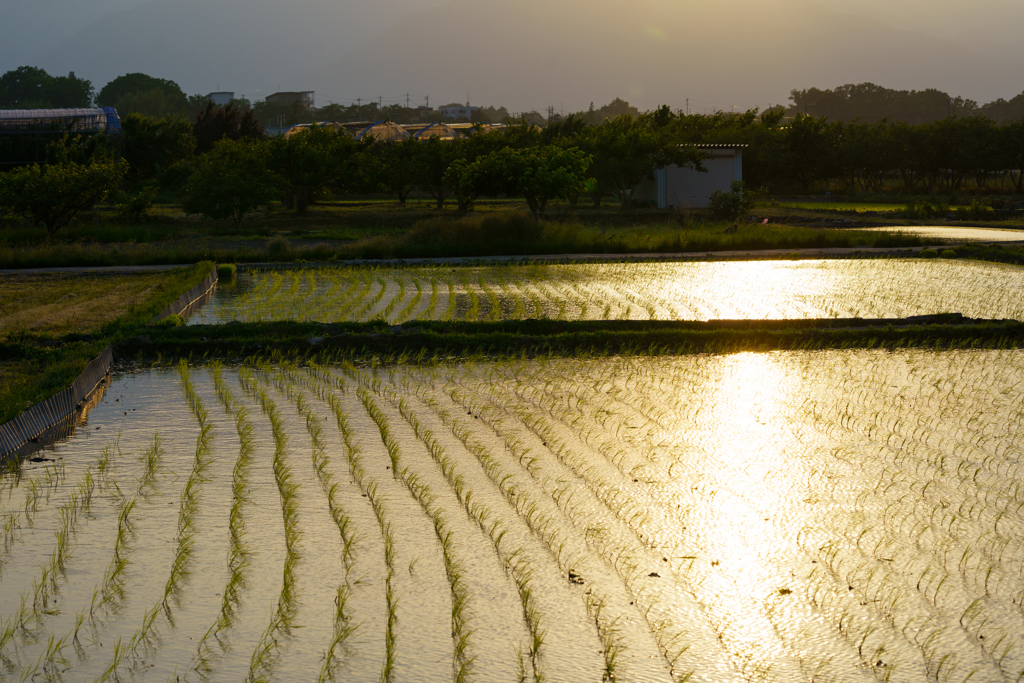 田んぼと夕日