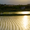 田んぼと夕日