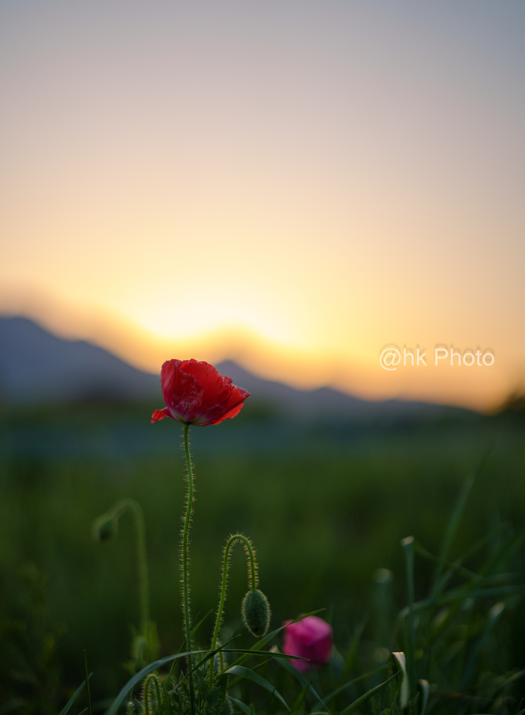 夕暮れポピー