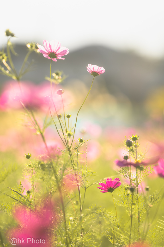 秋桜